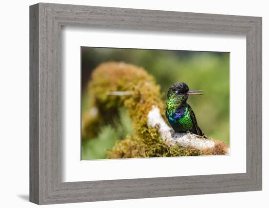 Fiery-throated Hummingbird (Panterpe insignis), San Gerardo de Dota, San Jose Province, Costa Rica-Matthew Williams-Ellis-Framed Photographic Print