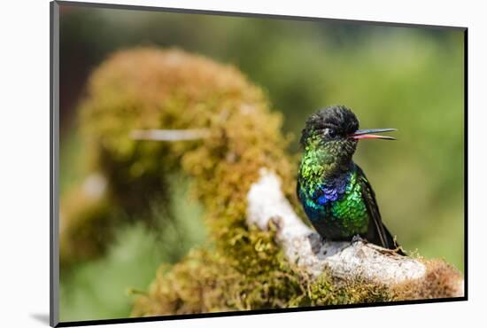 Fiery-throated Hummingbird (Panterpe insignis), San Gerardo de Dota, San Jose Province, Costa Rica-Matthew Williams-Ellis-Mounted Photographic Print