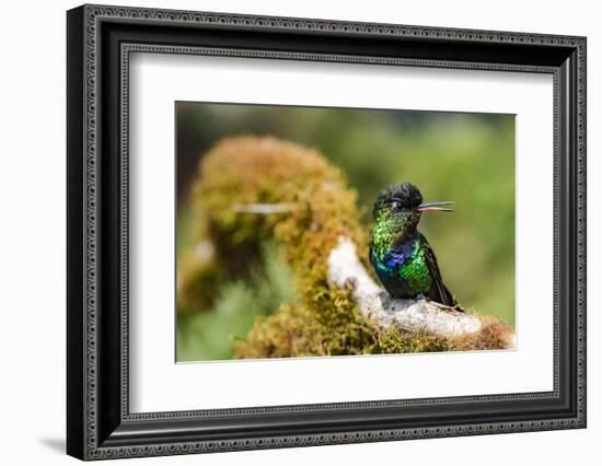 Fiery-throated Hummingbird (Panterpe insignis), San Gerardo de Dota, San Jose Province, Costa Rica-Matthew Williams-Ellis-Framed Photographic Print