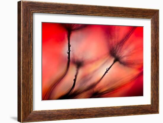 Fiery-Ursula Abresch-Framed Photographic Print