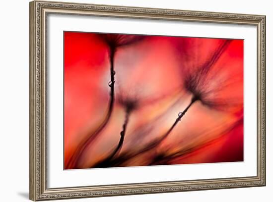 Fiery-Ursula Abresch-Framed Photographic Print