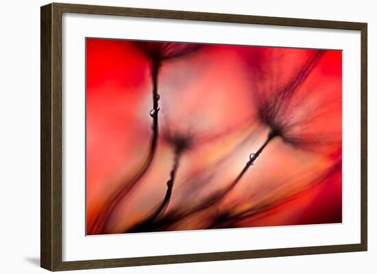 Fiery-Ursula Abresch-Framed Photographic Print