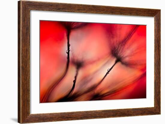 Fiery-Ursula Abresch-Framed Photographic Print