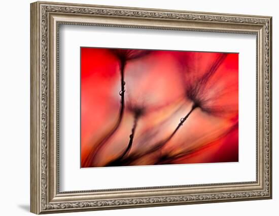 Fiery-Ursula Abresch-Framed Photographic Print