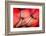 Fiery-Ursula Abresch-Framed Photographic Print