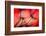 Fiery-Ursula Abresch-Framed Photographic Print