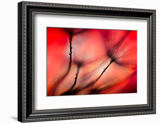 Fiery-Ursula Abresch-Framed Photographic Print