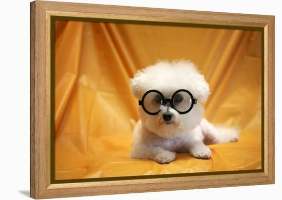 Fifi The Purebred Bichon Frise Fresh From The Doggy Day Spa Tries Out Her Halloween Costumes-mikeledray-Framed Premier Image Canvas