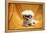 Fifi The Purebred Bichon Frise Fresh From The Doggy Day Spa Tries Out Her Halloween Costumes-mikeledray-Framed Premier Image Canvas