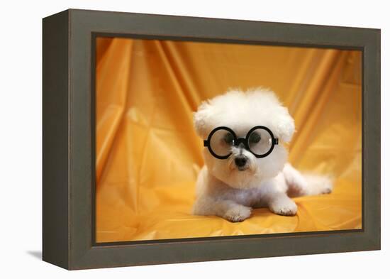 Fifi The Purebred Bichon Frise Fresh From The Doggy Day Spa Tries Out Her Halloween Costumes-mikeledray-Framed Premier Image Canvas