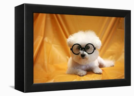 Fifi The Purebred Bichon Frise Fresh From The Doggy Day Spa Tries Out Her Halloween Costumes-mikeledray-Framed Premier Image Canvas