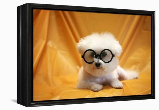 Fifi The Purebred Bichon Frise Fresh From The Doggy Day Spa Tries Out Her Halloween Costumes-mikeledray-Framed Premier Image Canvas