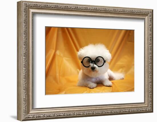 Fifi The Purebred Bichon Frise Fresh From The Doggy Day Spa Tries Out Her Halloween Costumes-mikeledray-Framed Photographic Print