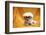 Fifi The Purebred Bichon Frise Fresh From The Doggy Day Spa Tries Out Her Halloween Costumes-mikeledray-Framed Photographic Print