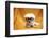 Fifi The Purebred Bichon Frise Fresh From The Doggy Day Spa Tries Out Her Halloween Costumes-mikeledray-Framed Photographic Print