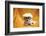 Fifi The Purebred Bichon Frise Fresh From The Doggy Day Spa Tries Out Her Halloween Costumes-mikeledray-Framed Photographic Print