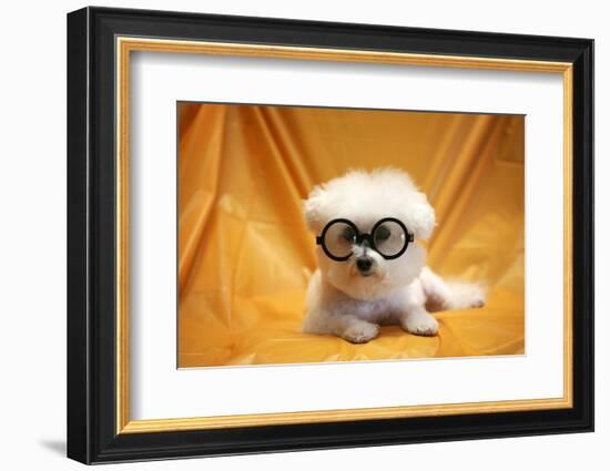 Fifi The Purebred Bichon Frise Fresh From The Doggy Day Spa Tries Out Her Halloween Costumes-mikeledray-Framed Photographic Print