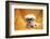 Fifi The Purebred Bichon Frise Fresh From The Doggy Day Spa Tries Out Her Halloween Costumes-mikeledray-Framed Photographic Print