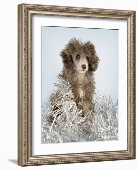 Fifi-Rachael Hale-Framed Art Print