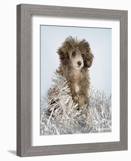 Fifi-Rachael Hale-Framed Art Print