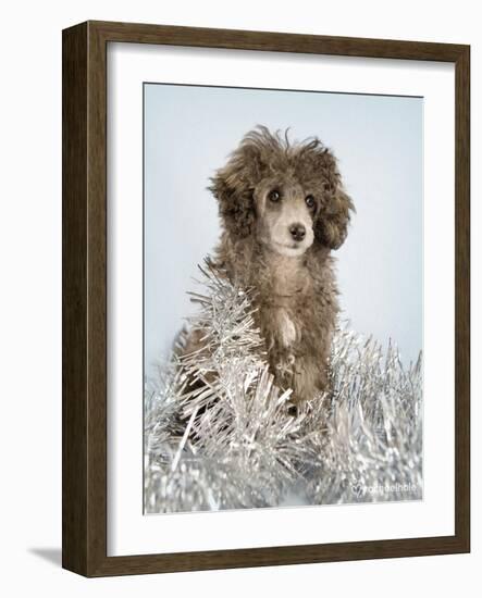 Fifi-Rachael Hale-Framed Art Print