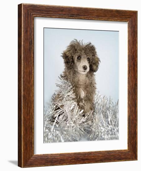 Fifi-Rachael Hale-Framed Art Print