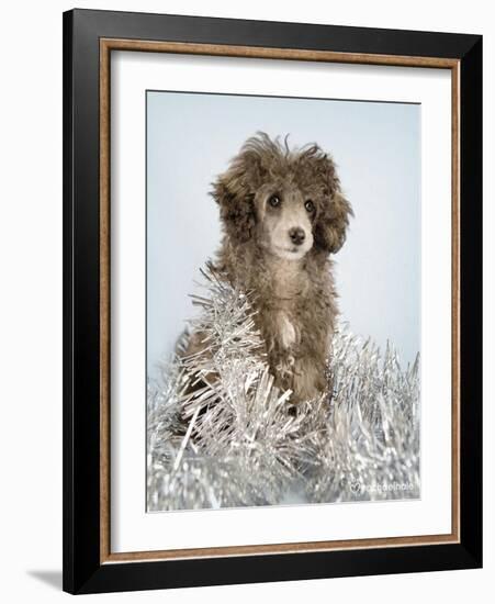 Fifi-Rachael Hale-Framed Art Print