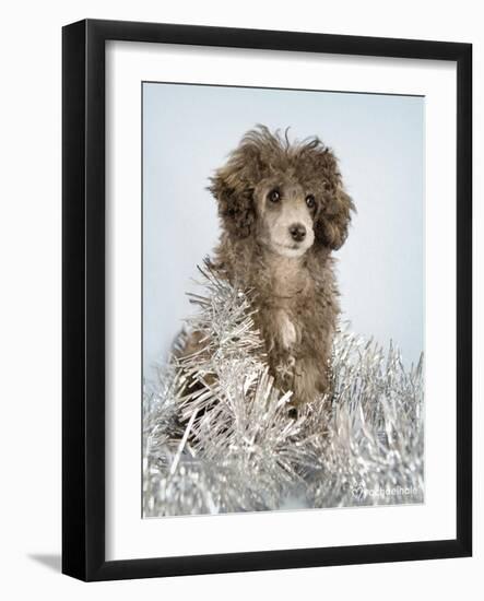 Fifi-Rachael Hale-Framed Art Print