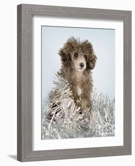 Fifi-Rachael Hale-Framed Photographic Print