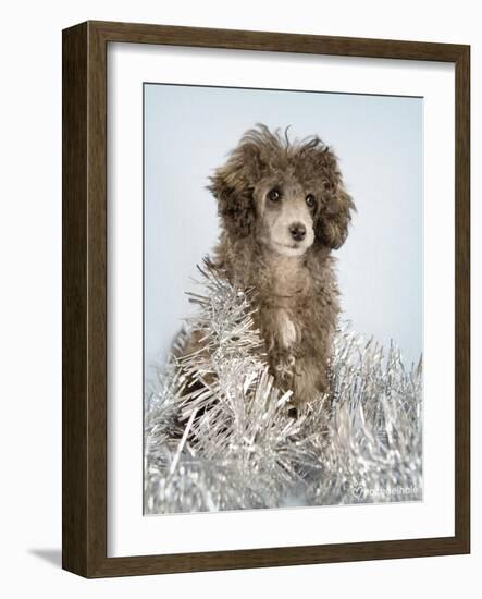 Fifi-Rachael Hale-Framed Photographic Print