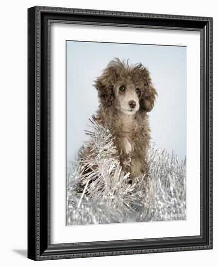 Fifi-Rachael Hale-Framed Photographic Print