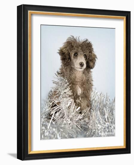 Fifi-Rachael Hale-Framed Photographic Print