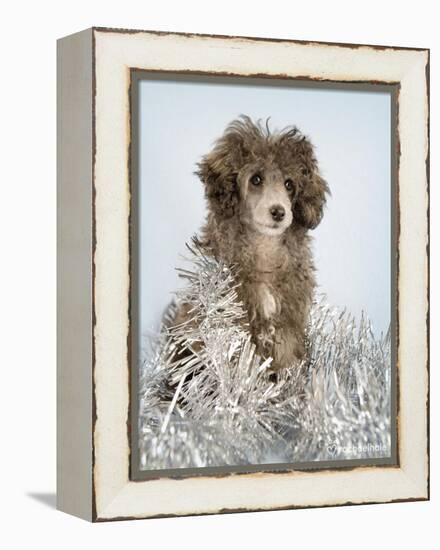 Fifi-Rachael Hale-Framed Premier Image Canvas