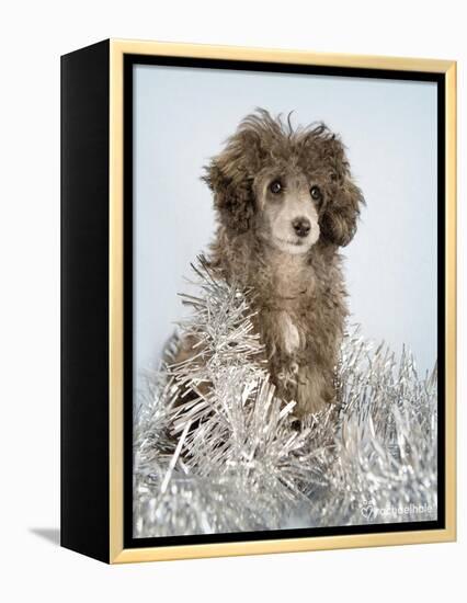 Fifi-Rachael Hale-Framed Premier Image Canvas