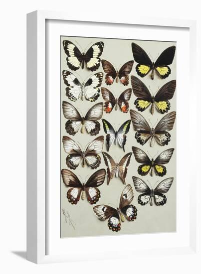 Fifteen Swallowtail butterflies (Family Papilionidae) in three columns-Marian Ellis Rowan-Framed Giclee Print