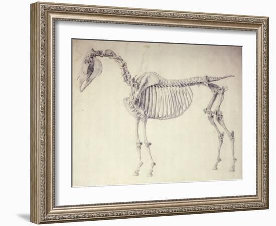 Fifth Anatomical Table, from 'The Anatomy of the Horse'-George Stubbs-Framed Giclee Print