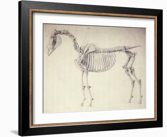 Fifth Anatomical Table, from 'The Anatomy of the Horse'-George Stubbs-Framed Giclee Print