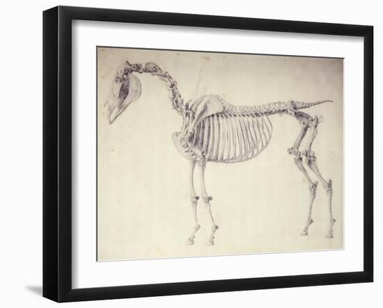 Fifth Anatomical Table, from 'The Anatomy of the Horse'-George Stubbs-Framed Giclee Print