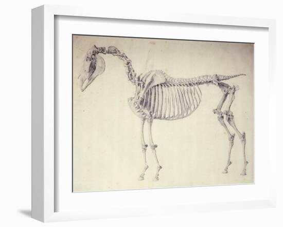 Fifth Anatomical Table, from 'The Anatomy of the Horse'-George Stubbs-Framed Giclee Print