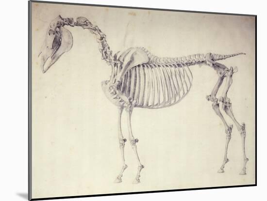 Fifth Anatomical Table, from 'The Anatomy of the Horse'-George Stubbs-Mounted Giclee Print