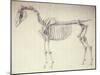 Fifth Anatomical Table, from 'The Anatomy of the Horse'-George Stubbs-Mounted Giclee Print