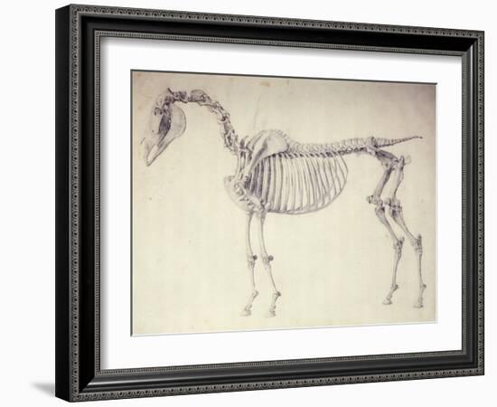 Fifth Anatomical Table, from 'The Anatomy of the Horse'-George Stubbs-Framed Giclee Print