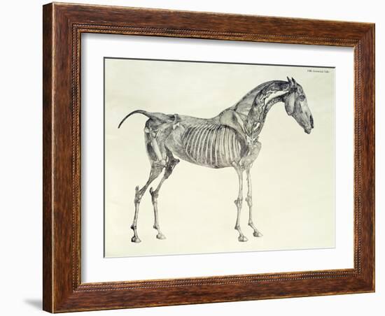 Fifth Anatomical Table, from The Anatomy of the Horse-George Stubbs-Framed Giclee Print