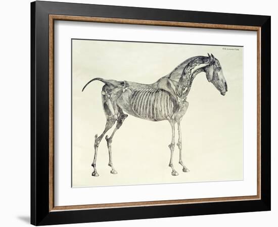 Fifth Anatomical Table, from The Anatomy of the Horse-George Stubbs-Framed Giclee Print