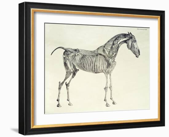 Fifth Anatomical Table, from The Anatomy of the Horse-George Stubbs-Framed Giclee Print