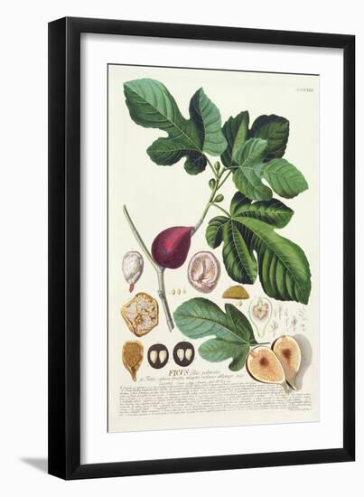 Fig, Engraved by Johann Jakob Haid-null-Framed Giclee Print