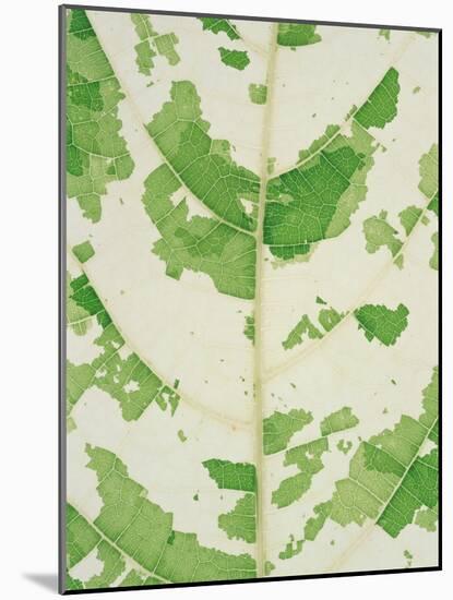 Fig leaf-Josh Westrich-Mounted Photographic Print
