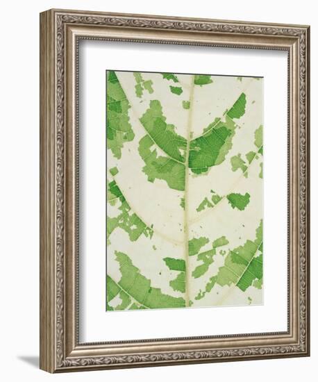 Fig leaf-Josh Westrich-Framed Photographic Print