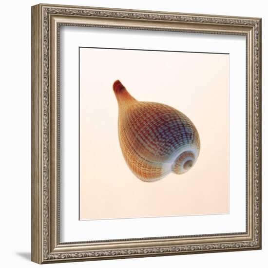 Fig Shell-Tom Artin-Framed Art Print