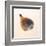 Fig Shell-Tom Artin-Framed Art Print